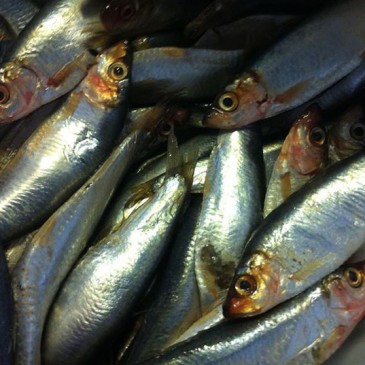 Oily Fish