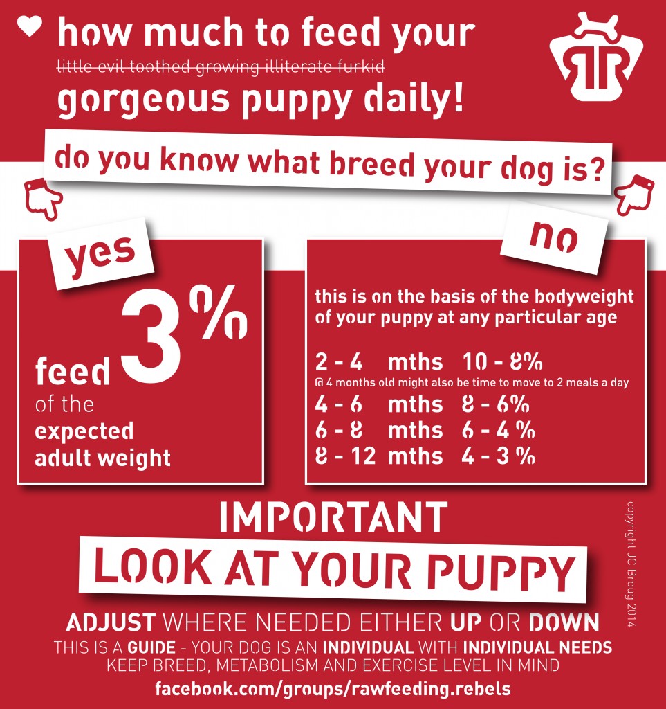When To Stop Feeding Your Puppy Three Times A Day