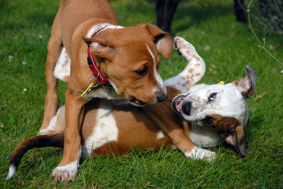 Puppies