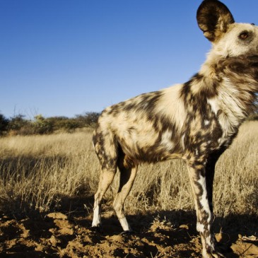 A diet for Dogs in the Wild?