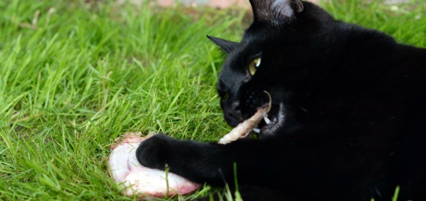 Raw feeding Your Cat – Starter Guide